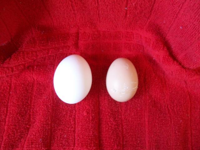 87609_1st_egg_vs_store_bought.jpg