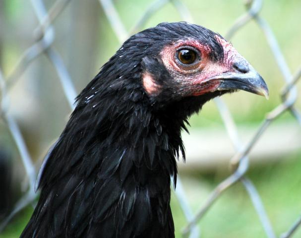 87654_13_week_old_blackaustralorp-face.jpg