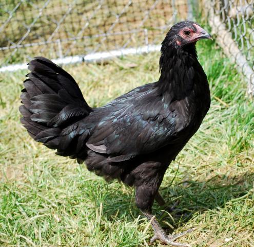 87654_13_week_old_blackaustralorp.jpg