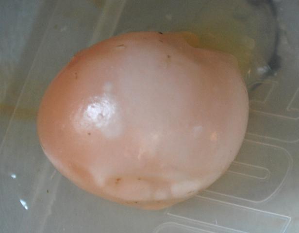 87654_1stshell-lessegg-bosjuly31-2011.jpg