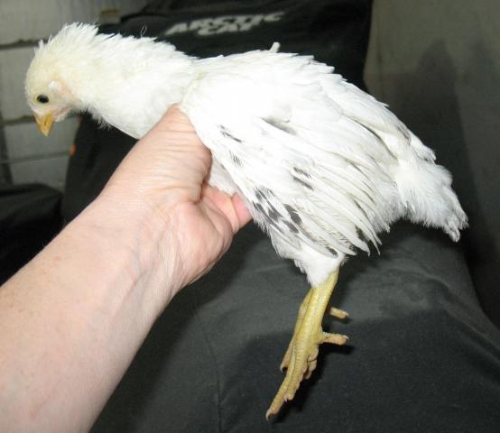 87654_delaware-5wks-pullet1a.jpg