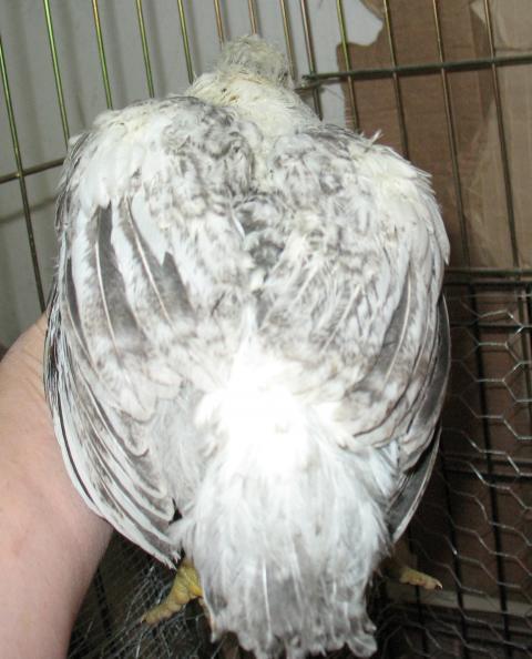 87654_delaware-5wks-pullet2a.jpg