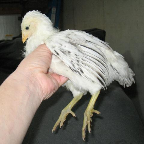 87654_delaware-5wks-pullet3.jpg