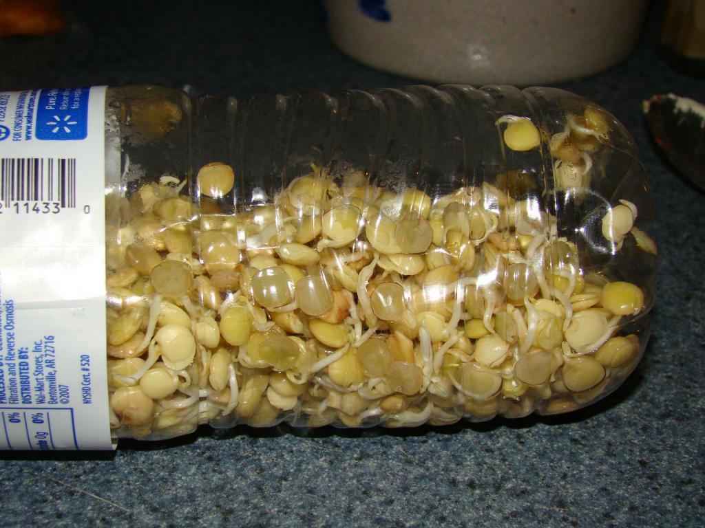 87705_sprouting.jpg