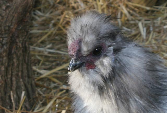 87741_piper-beak.jpg