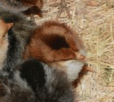 87829_chick.png