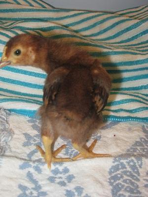87852_tsc_bantam_-_tiki_rear_view.jpg