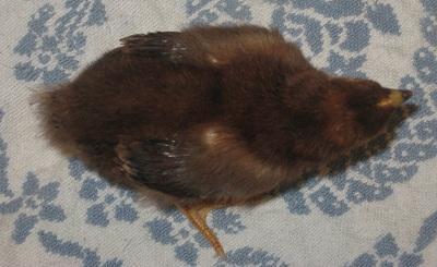 87852_tsc_bantam_-_tiki_topview.jpg