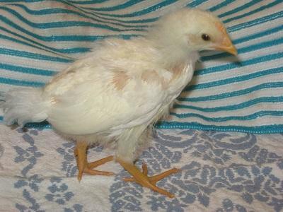 87852_tsc_pullet_-_side_view.jpg