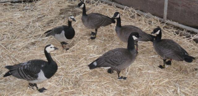 8786_geese.jpg