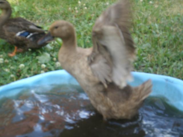 87941_lucky_trying_to_fly.jpg