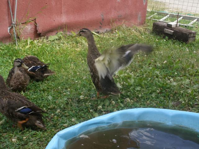 87941_trying_to_fly.jpg