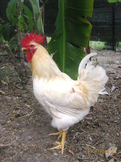 87952_1.jpg