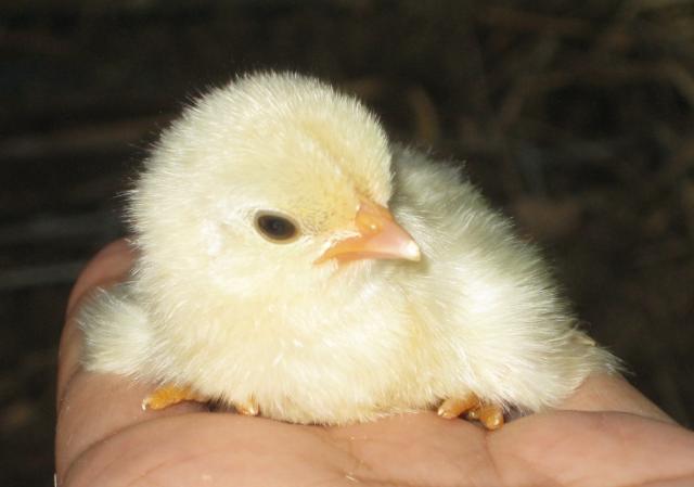 87952_chick1.jpg