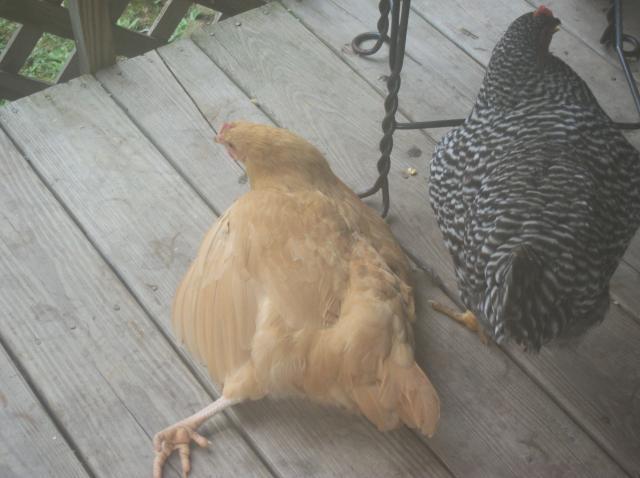 87967_chickens2011_006.jpg