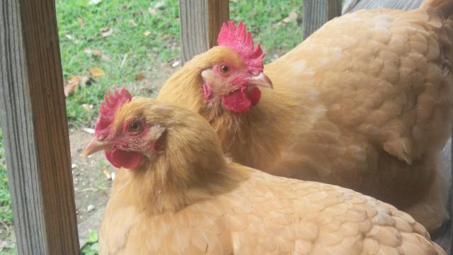 87967_chickens_002.jpg