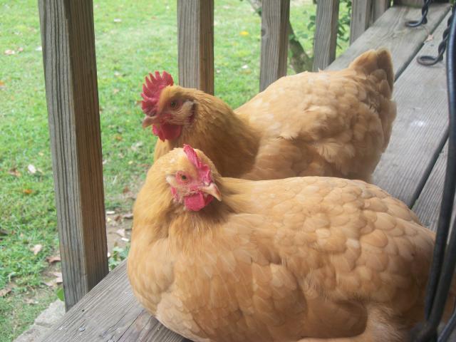 87967_chickens_006.jpg