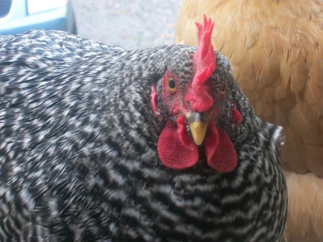 87967_chickens_013.jpg