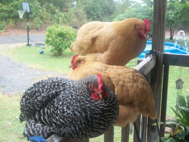 87967_chickens_020.jpg