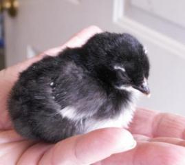 8809_araucana2hd2-21-2011_2dayold_01.jpg