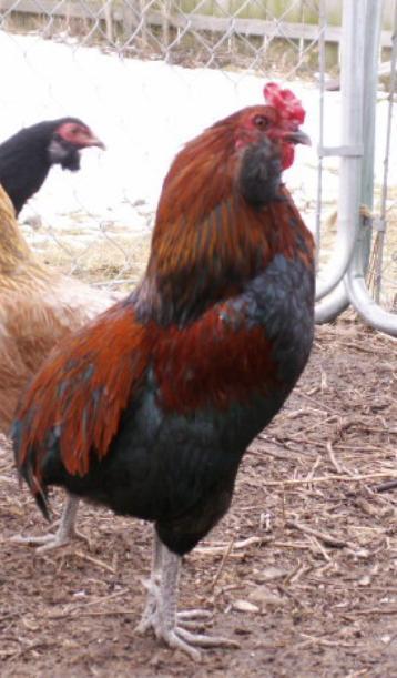 8809_bbr_rooster.jpg