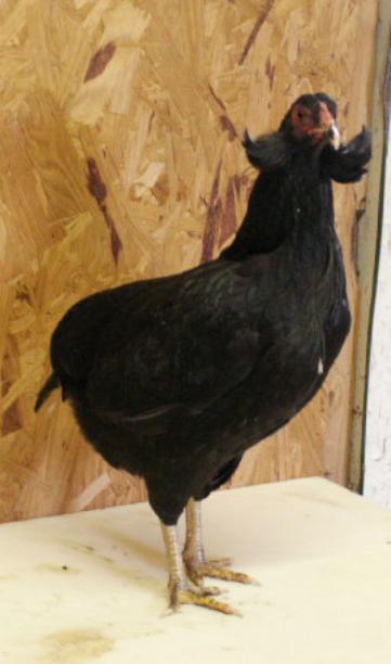 8809_black_hen.jpg