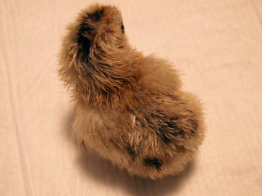 8809_fawnchickhatched14jan2011_01.jpg