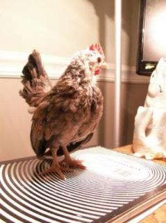 8809_jchick04mar2011_03.jpg
