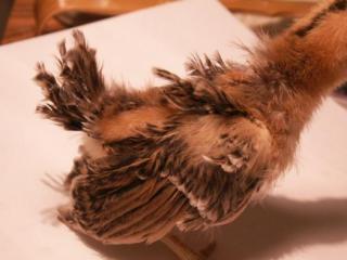 8809_lgchick_11apr2011_02.jpg