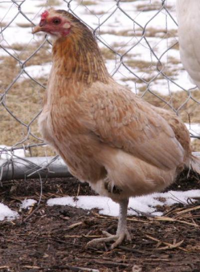 8809_lil_tan_blue_hen2.jpg