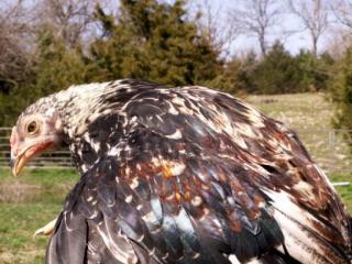 8809_slinkychick-columbo-hd14jan11_taken02april2011_01.jpg