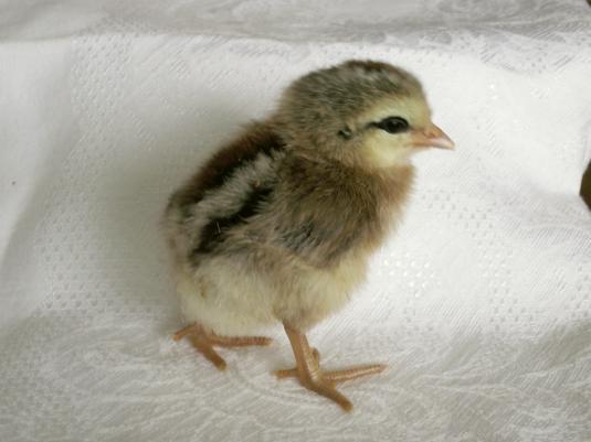 8809_slinkychick-hatched10th1stchick12nov10_03.jpg