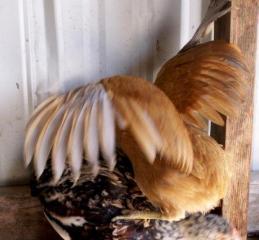 8809_slinkychick-lucy-hd14jan11_taken02april2011_03.jpg