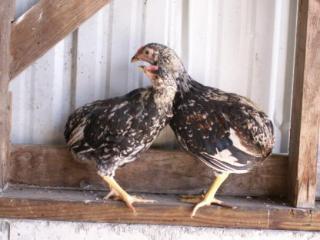 8809_slinkychicks-columbodeja-hd14jan11_taken02april20_01.jpg