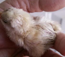 8809_truffles1stchickhd02apr2011_01.jpg