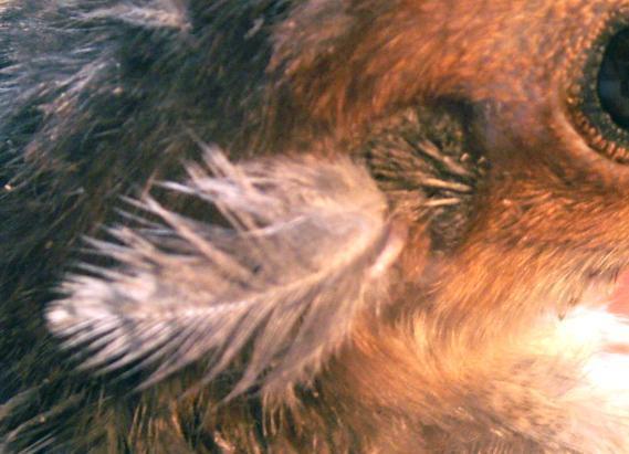 8809_tuft.jpg
