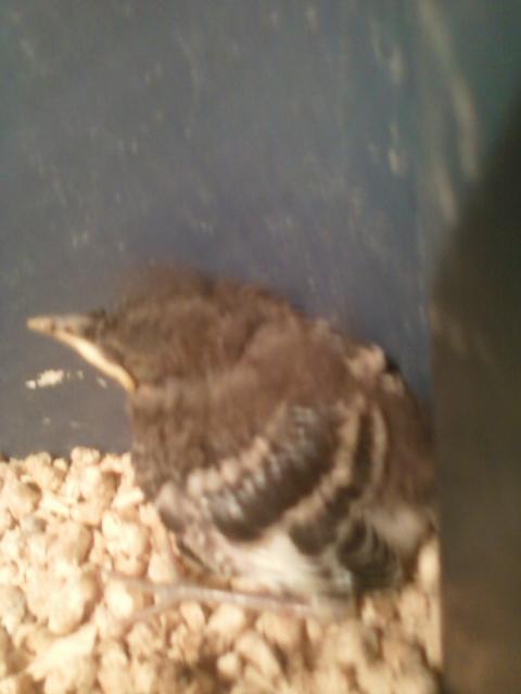 88100_mockinbird.jpg