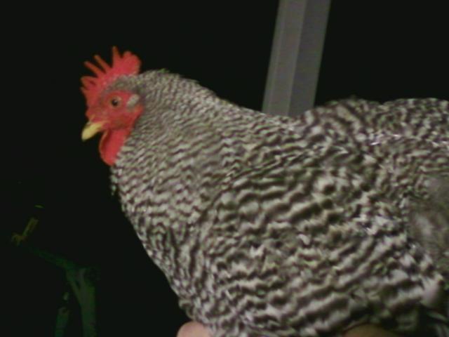 88100_spotty2a.jpg