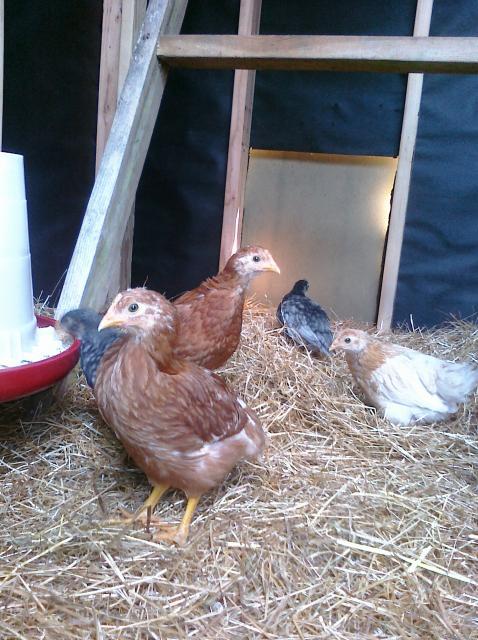 88303_chickens3.jpg