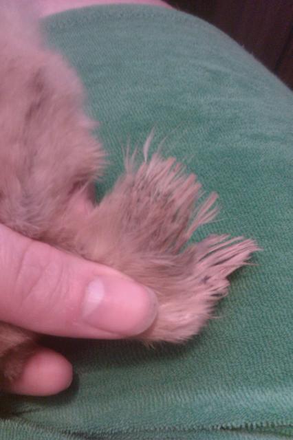 88311_fuzzy430c.jpg