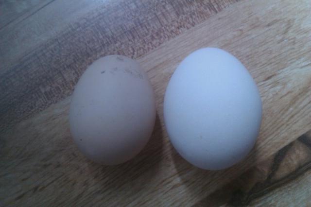 88311_helens_first_egg.jpg