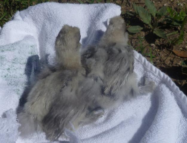 88328_blue_or_lavender_silkie_chickes_033.jpg