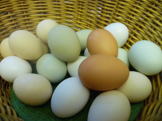 88328_rainbow_eggs_022.jpg