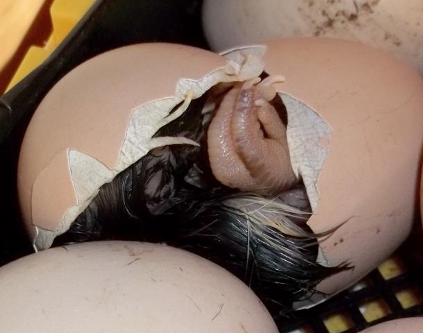 88330_chick_in_shell.jpg