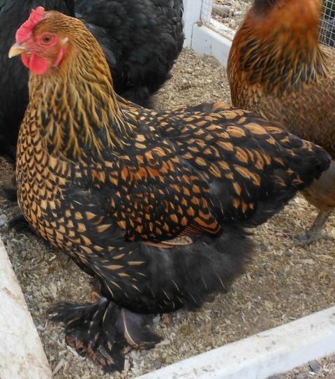 Golden Laced Cochin Roo? | BackYard Chickens - Learn How to Raise Chickens