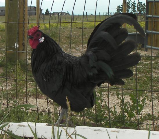 88419_sany0081.jpg