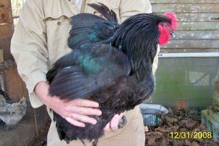 8844_black_orp_roo_1.jpg