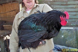 8844_black_orp_roo_2.jpg