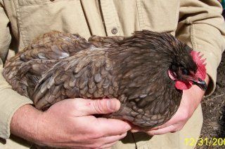 8844_blue_orp_pullet_3.jpg