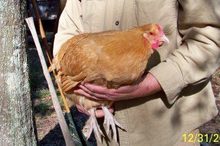 8844_buff_orp_pullet_1.jpg
